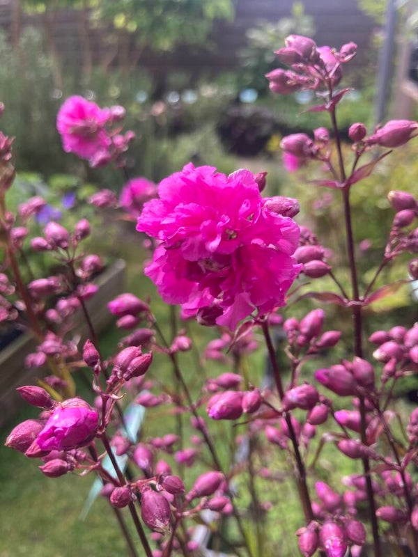 Lychnis Plena