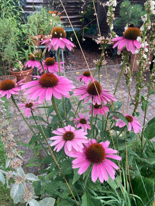 Echinacea purpurea (zonnehoed)