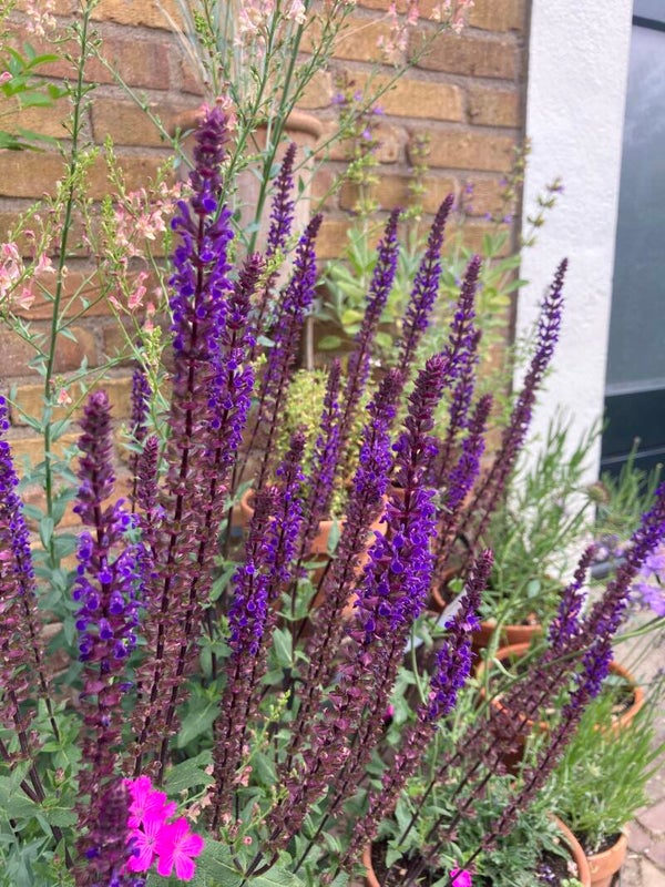 Salvia Caradonna