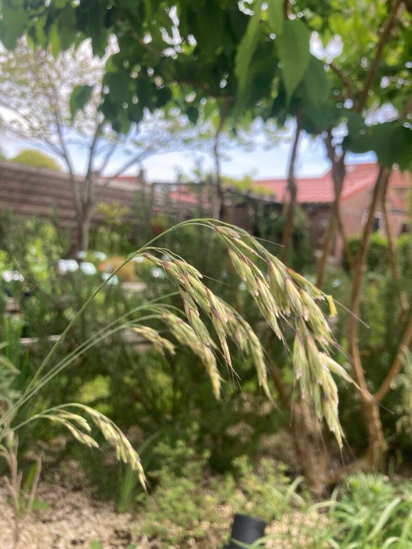 Helictotrichon sempervirens