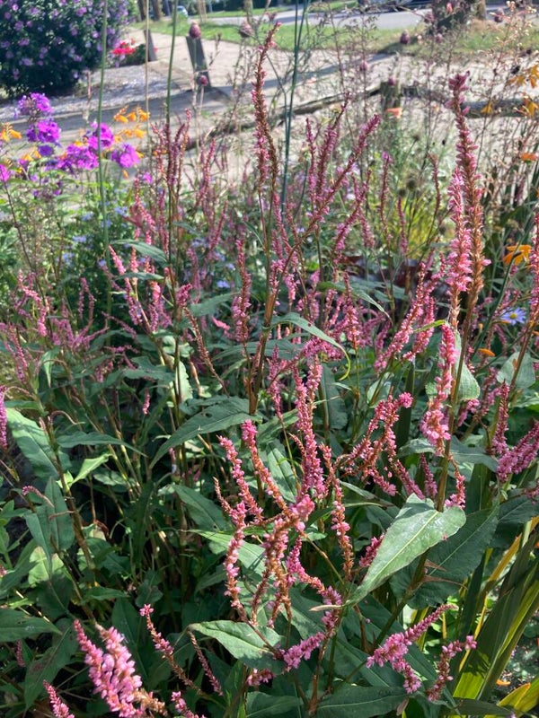 Persicaria ampl. 'Pink Elephant' (duizendknoop)