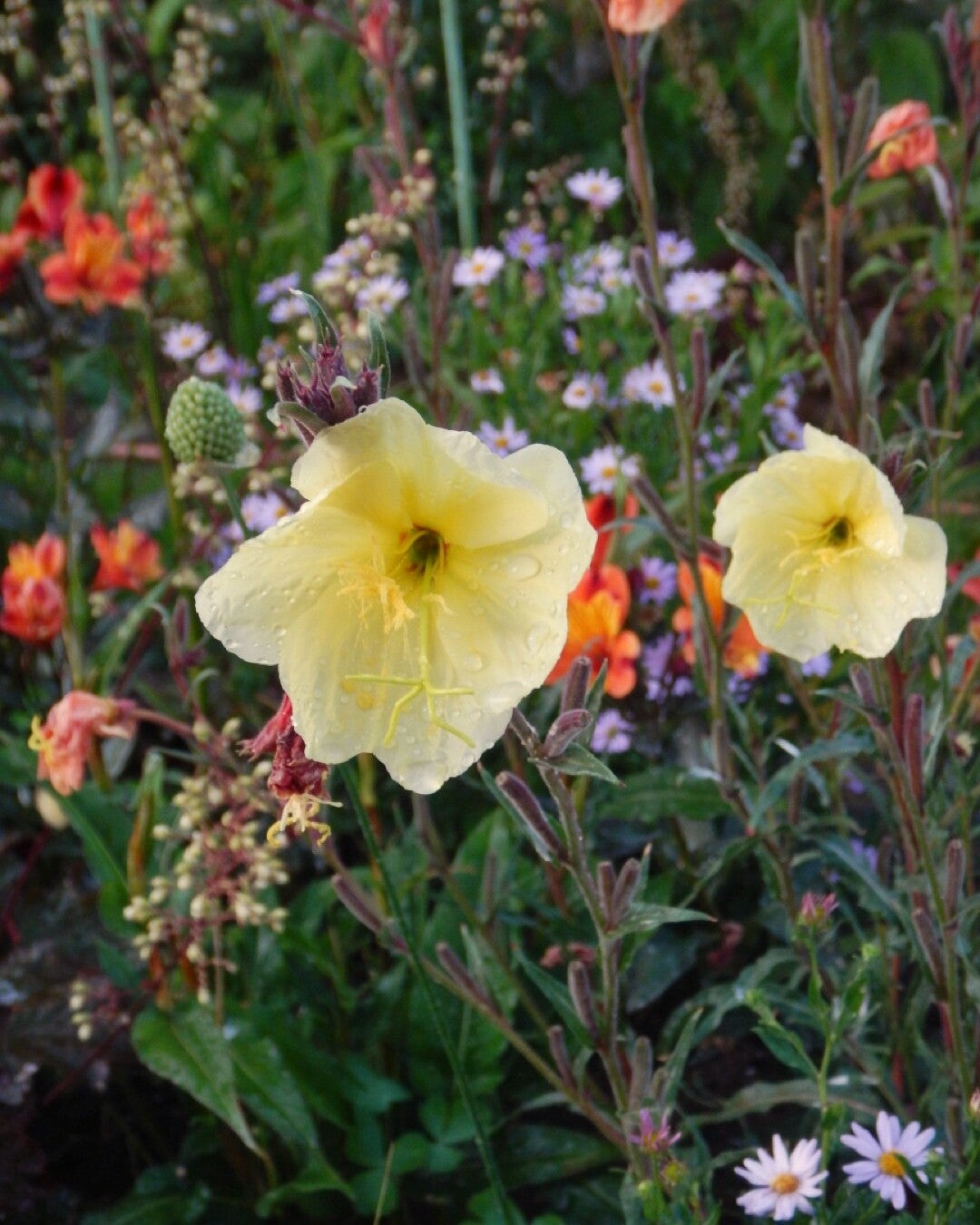 Oenothera odor. 'Sulphurea' (teunisbloem)