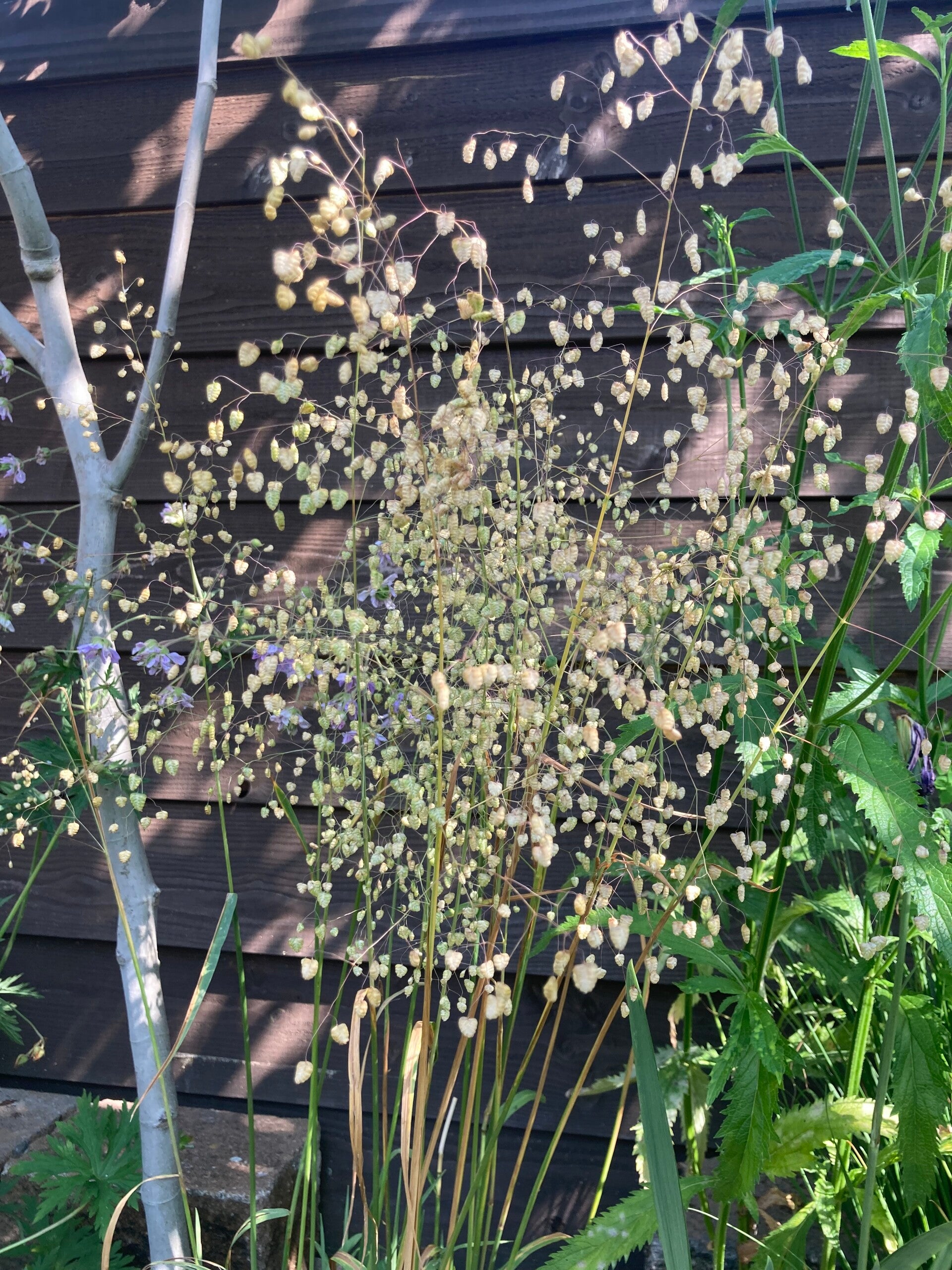 Briza media (trilgras)