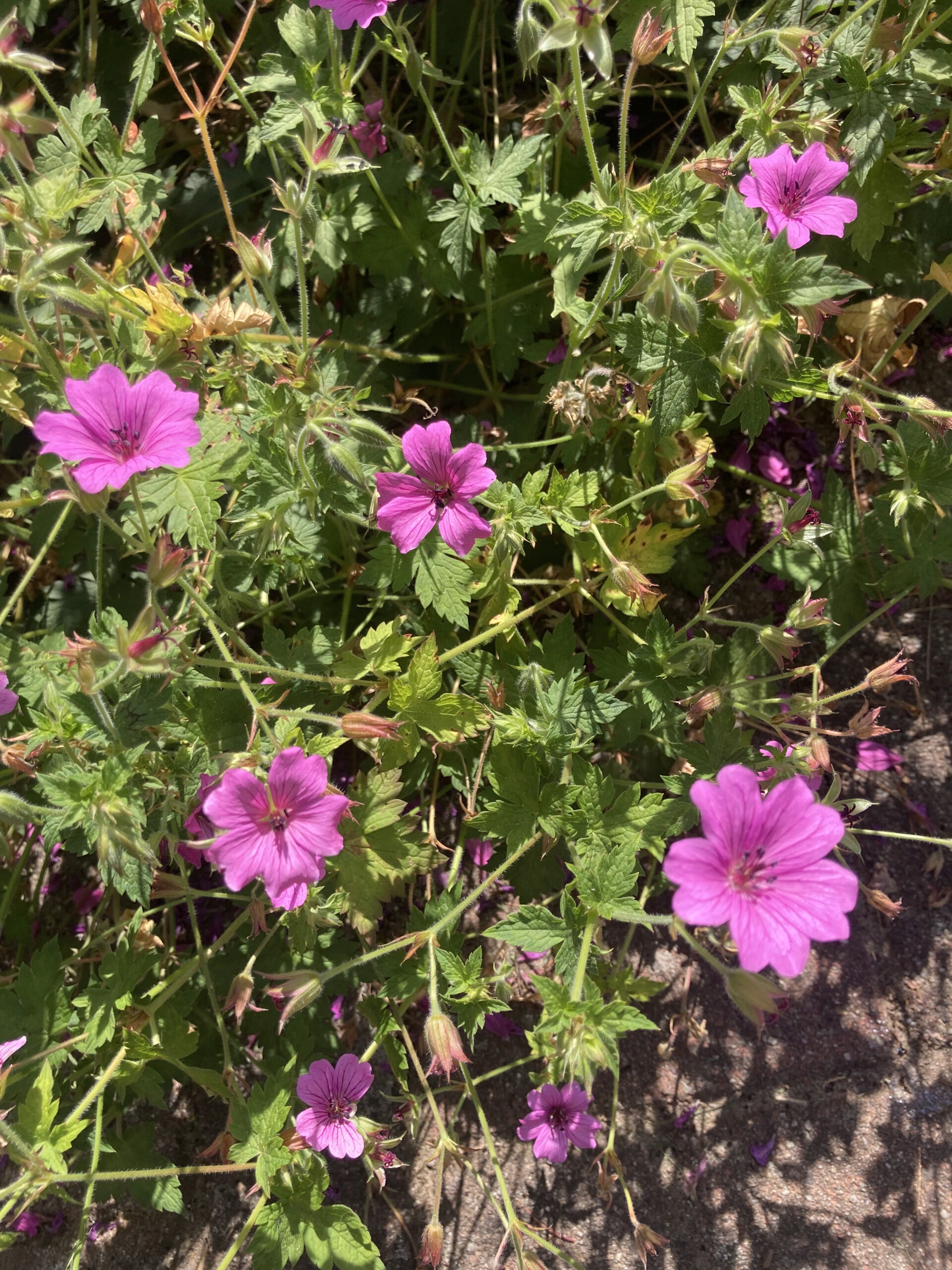 Geranium Elworthy Eyecatcher