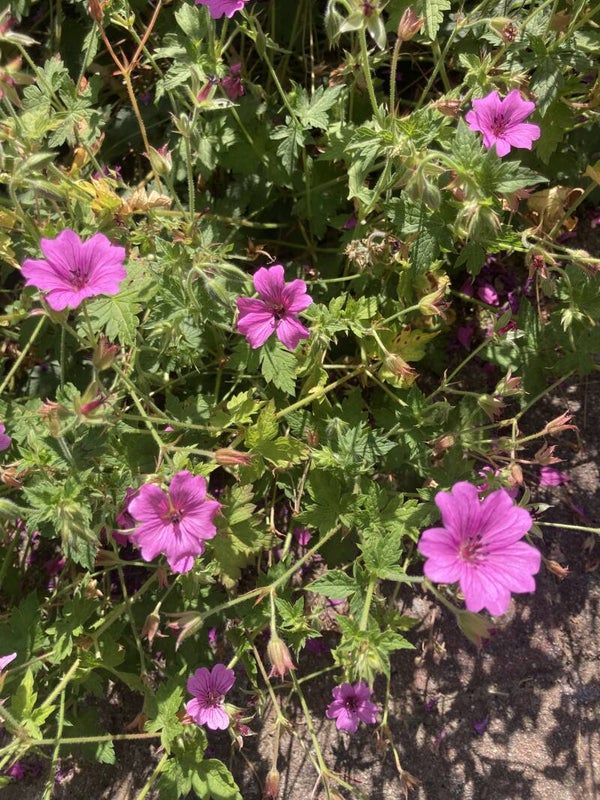 Geranium Elworthy Eyecatcher