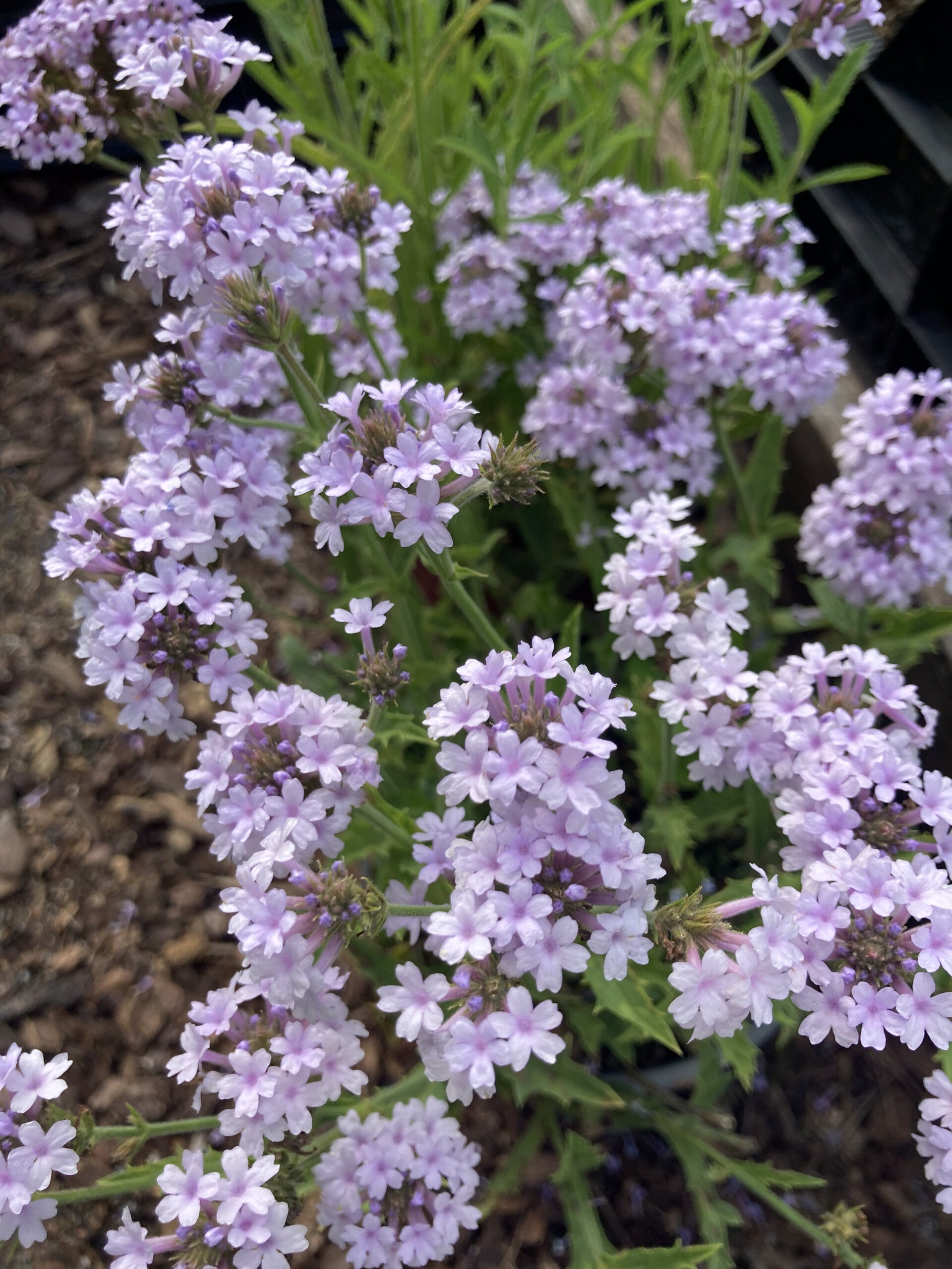 Verbena rigida 'Polaris' (ijzerhard)