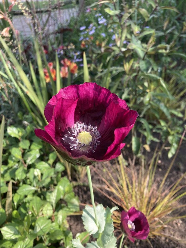 Papaver somn. 'Lauren's Grape' (slaapbol)