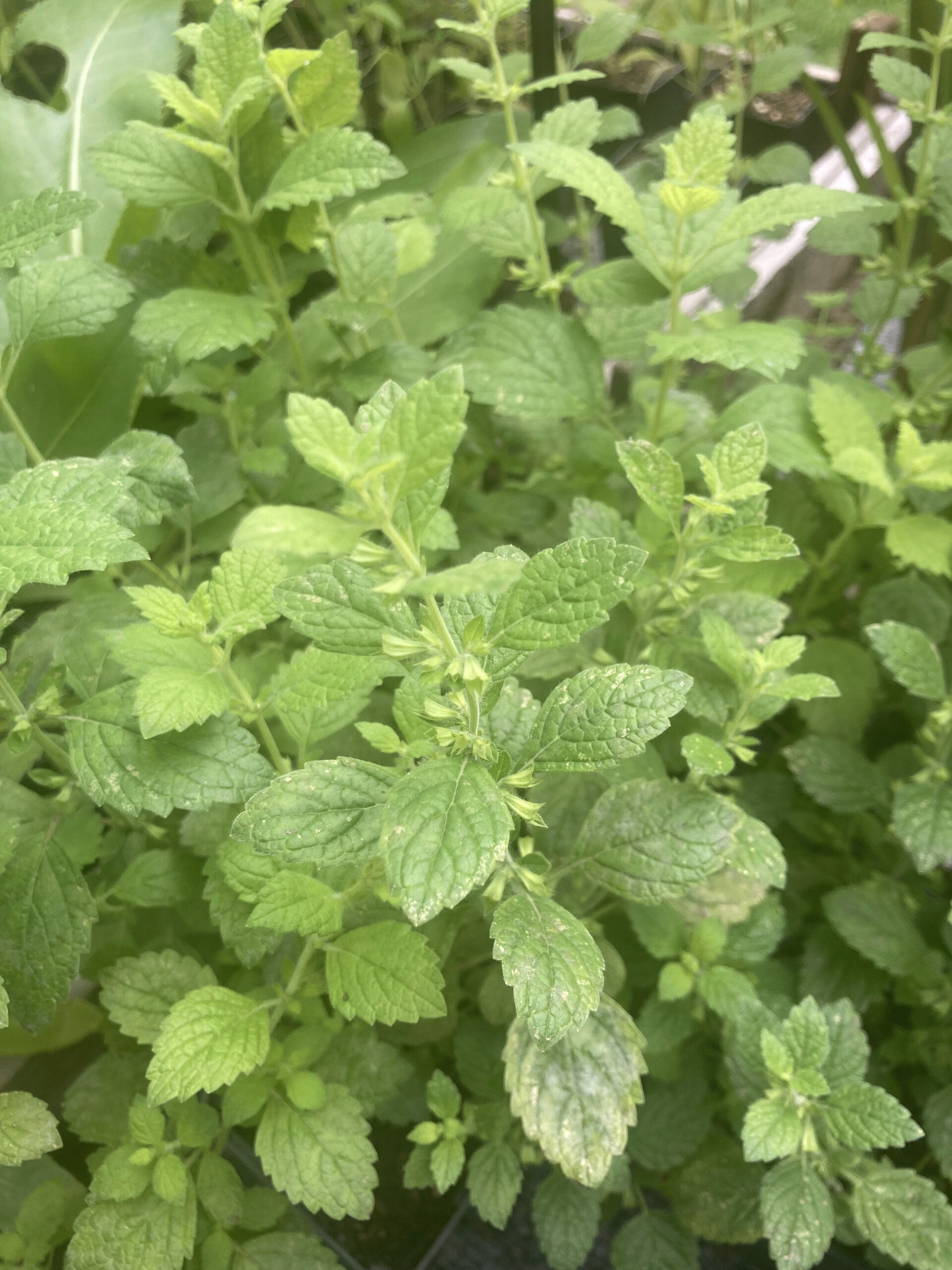 Melissa officinalis (citroenmelisse)