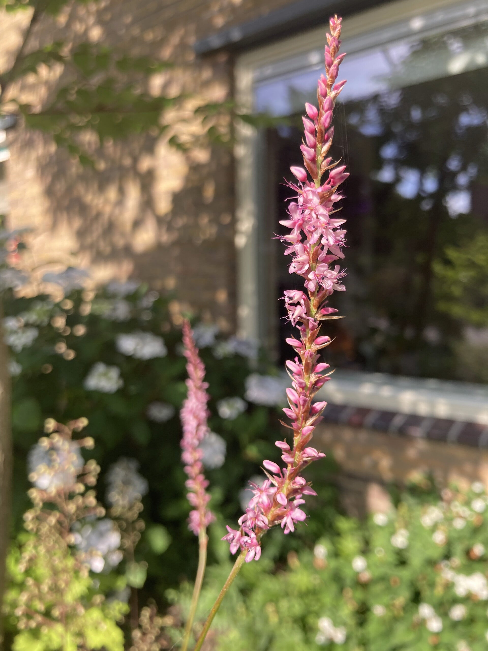 Persicaria ampl. 'Rowden Gem' (duizendknoop)