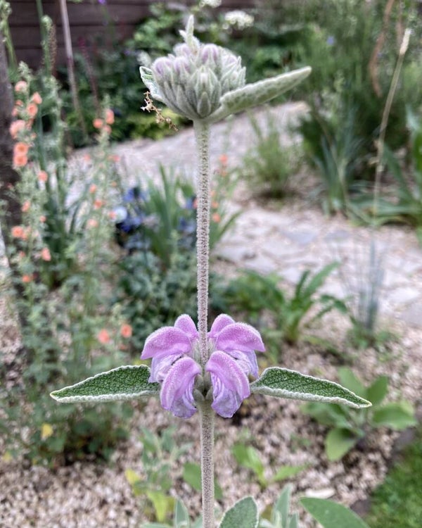 Phlomis purpurea (paarse brandkruid)