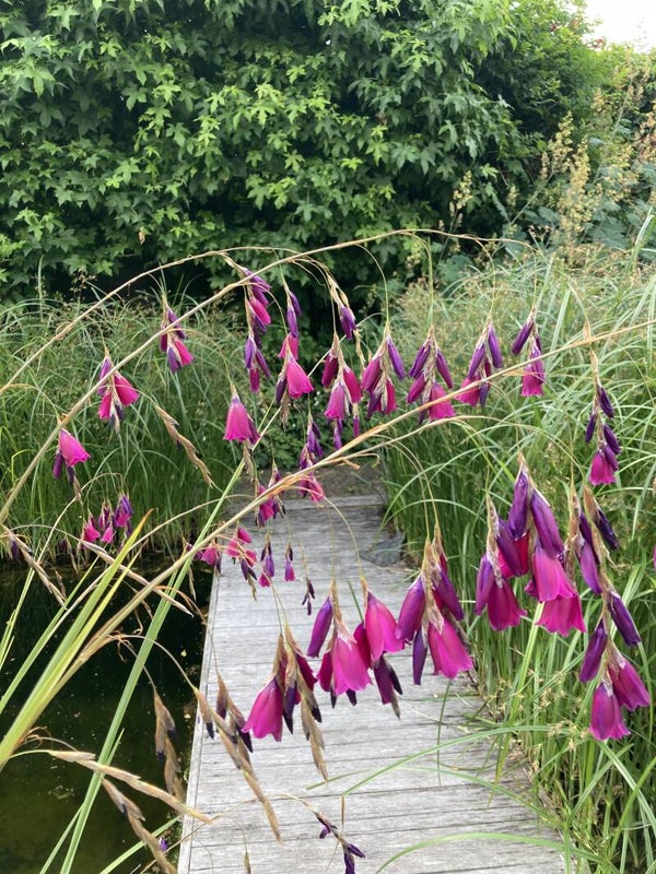 Dierama pulcherrimum