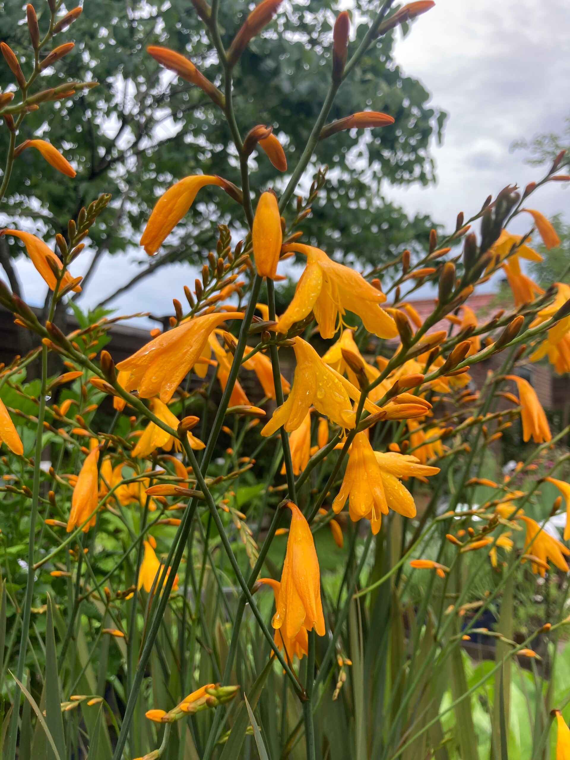 Crocosmia 'Solfatare' (montbretia)