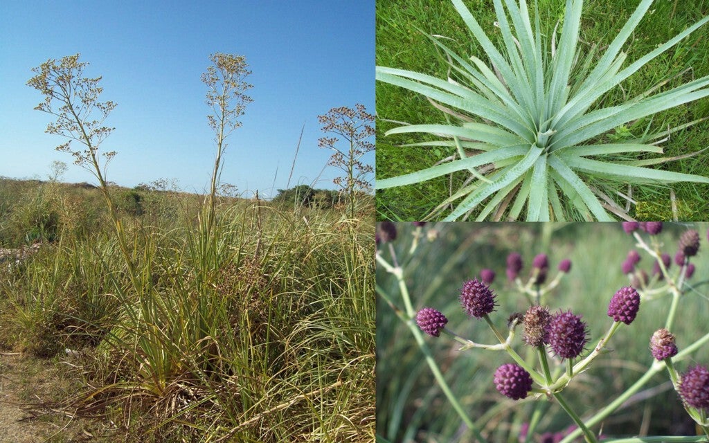 Eryngium pandanifolium ex 'Physic Purple' (kruisdistel)