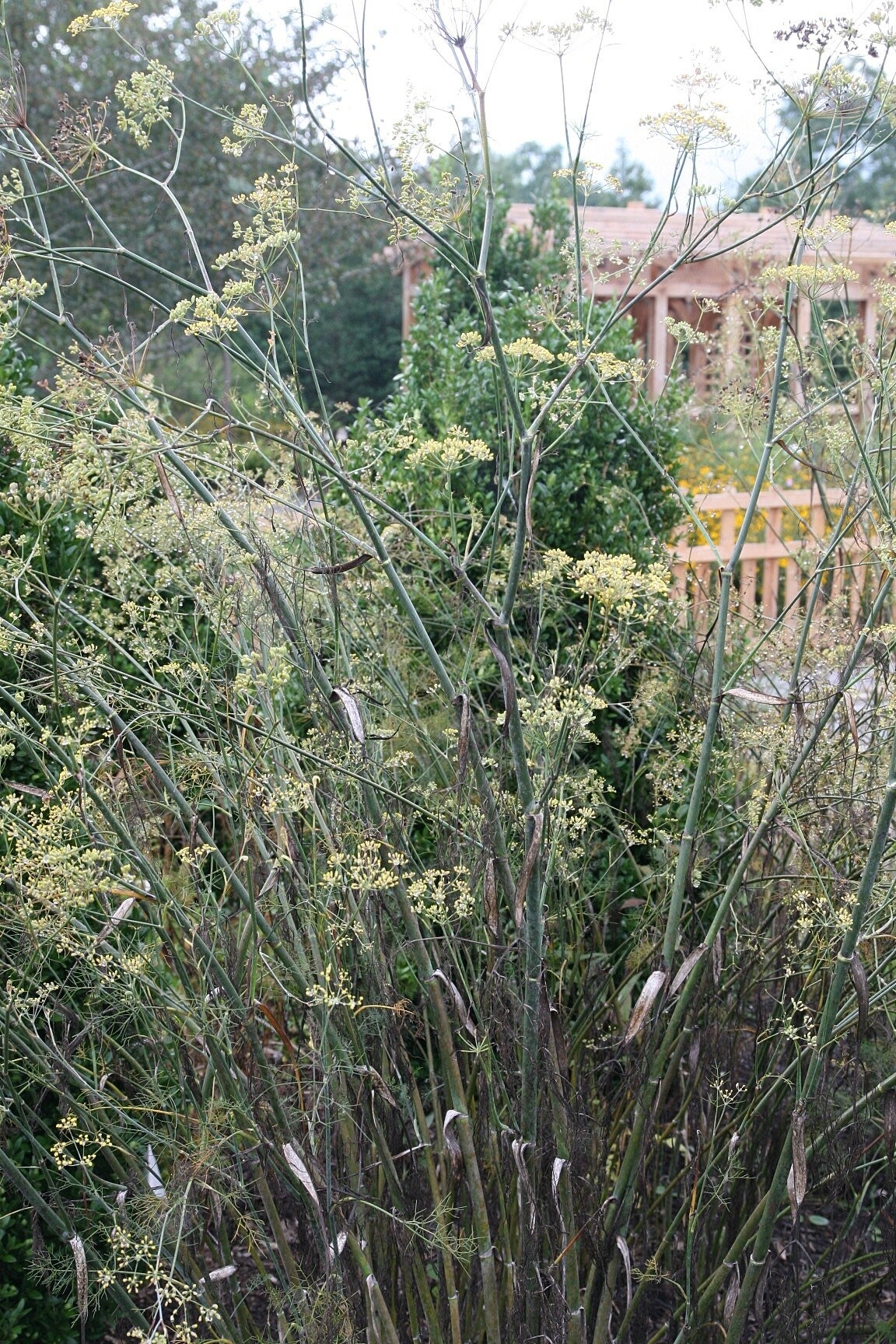 Foeniculum vulgare 'Giant Bronze' (venkel)
