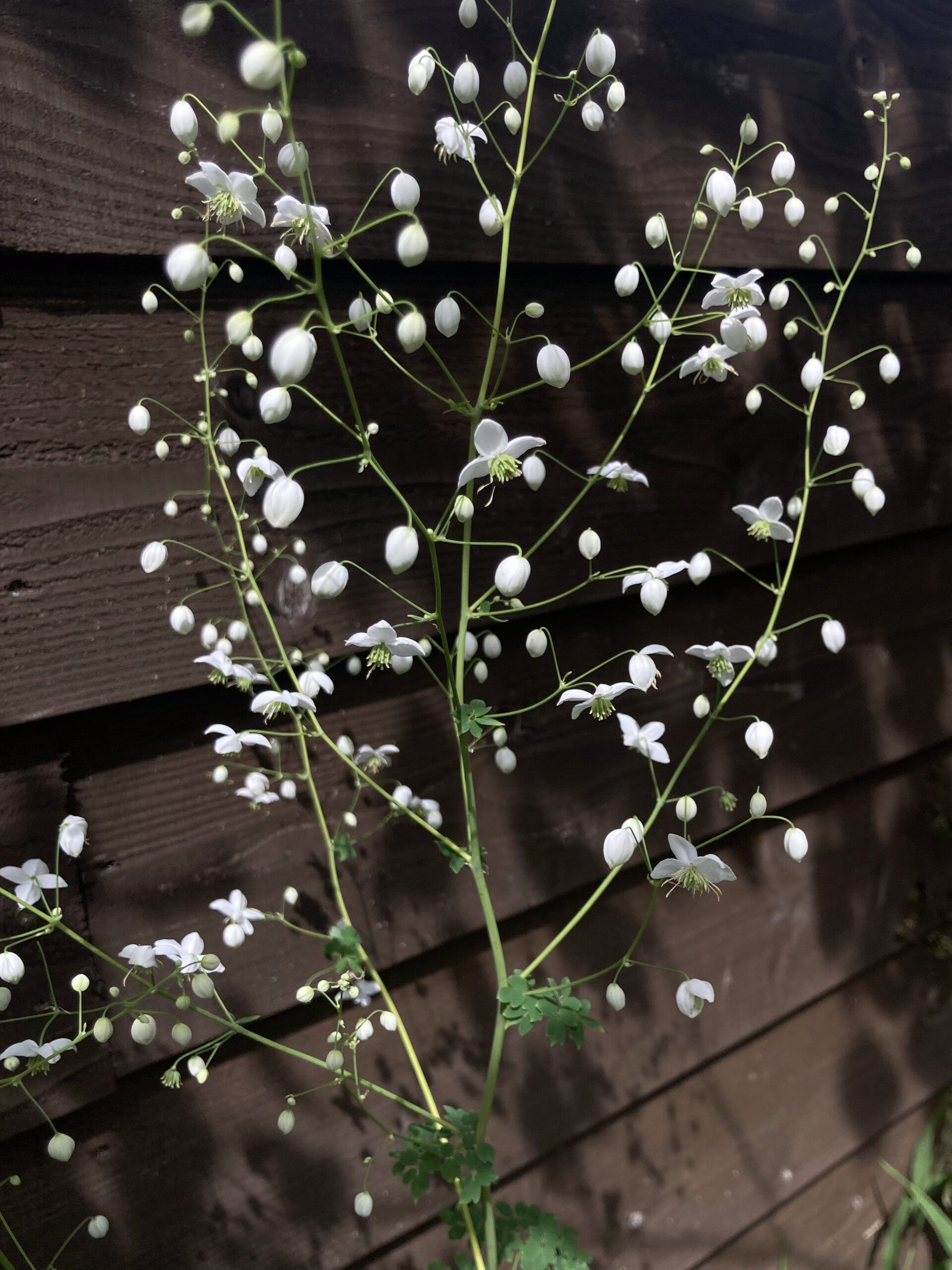 Thalictrum del. 'Splendide White' (ruit)