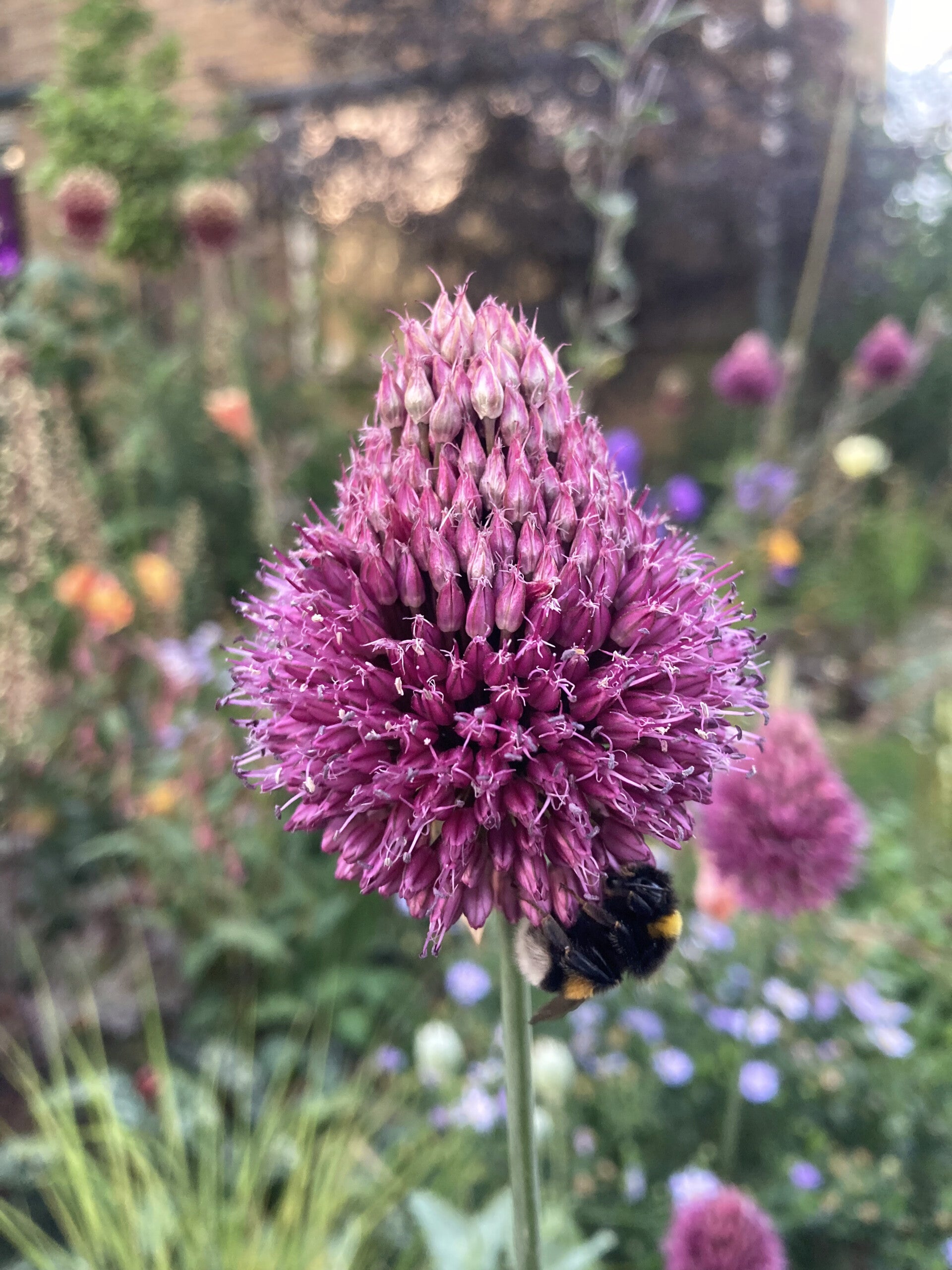 Allium sphaerocephalon (trommelstokjes)