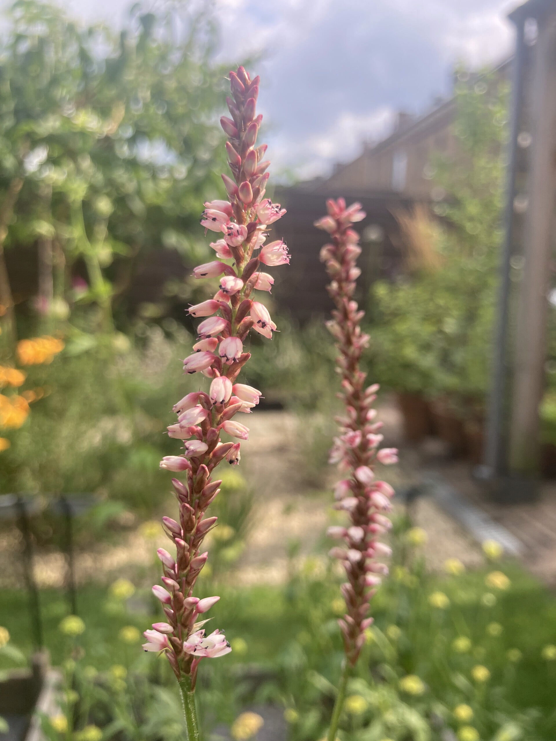 Persicaria ampl. 'Rosea' (duizendknoop)