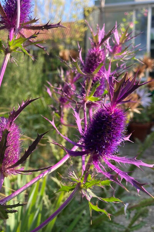 Eryngium leavenworthii