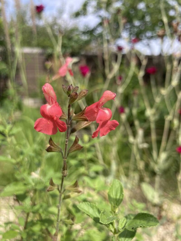 Salvia microphylla 'Ribambelle' (salie)