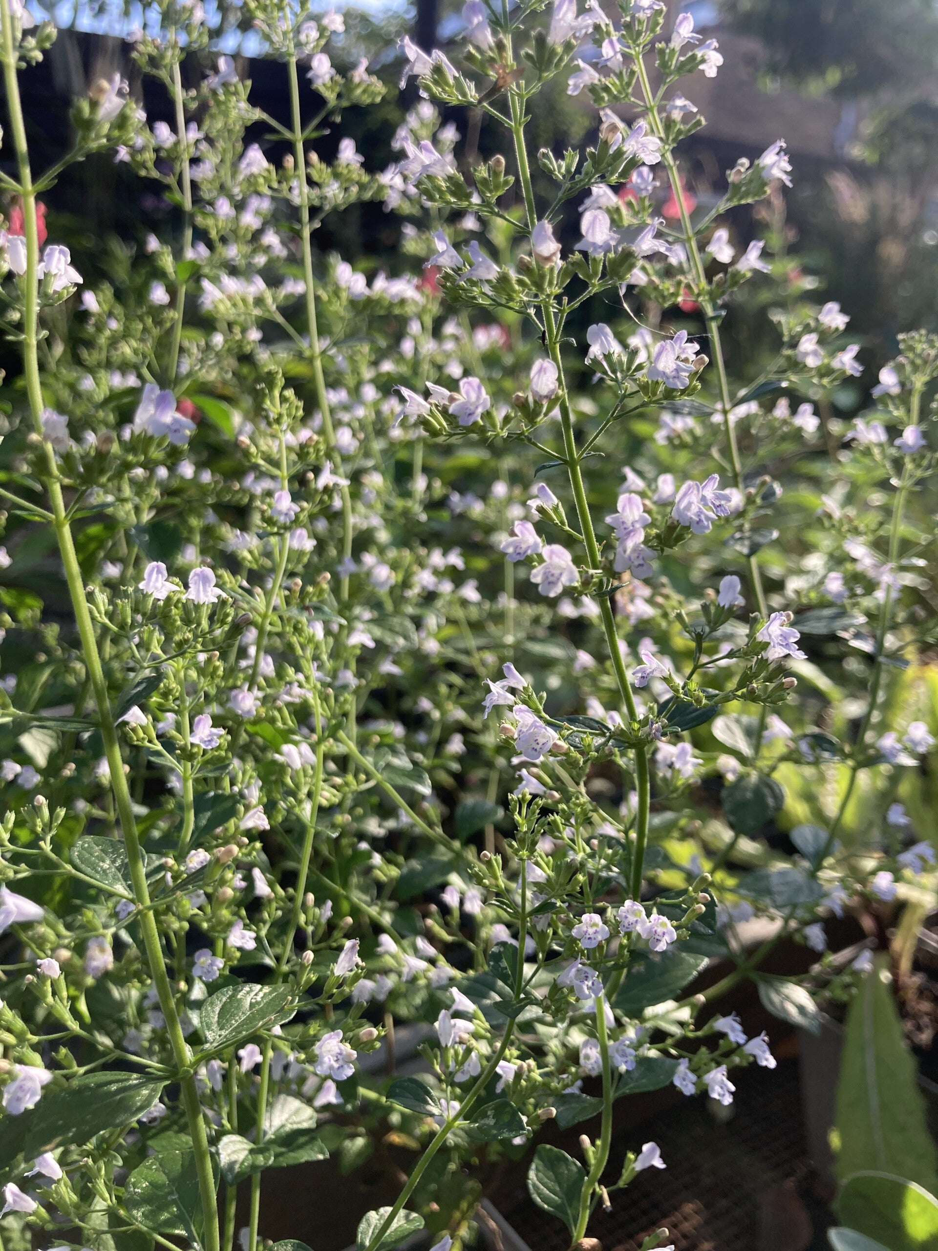 Calamintha nepeta (bergsteentijm)