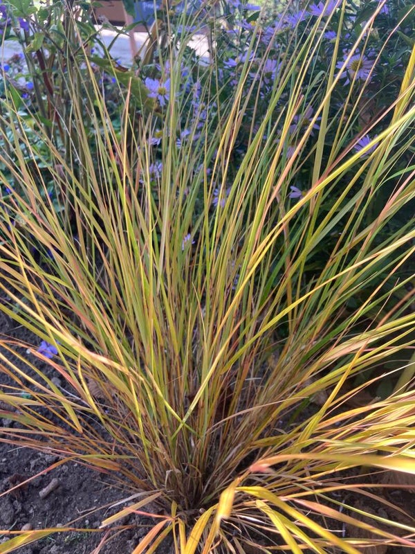 Anemanthele lessoniana (fazantenstaartgras)