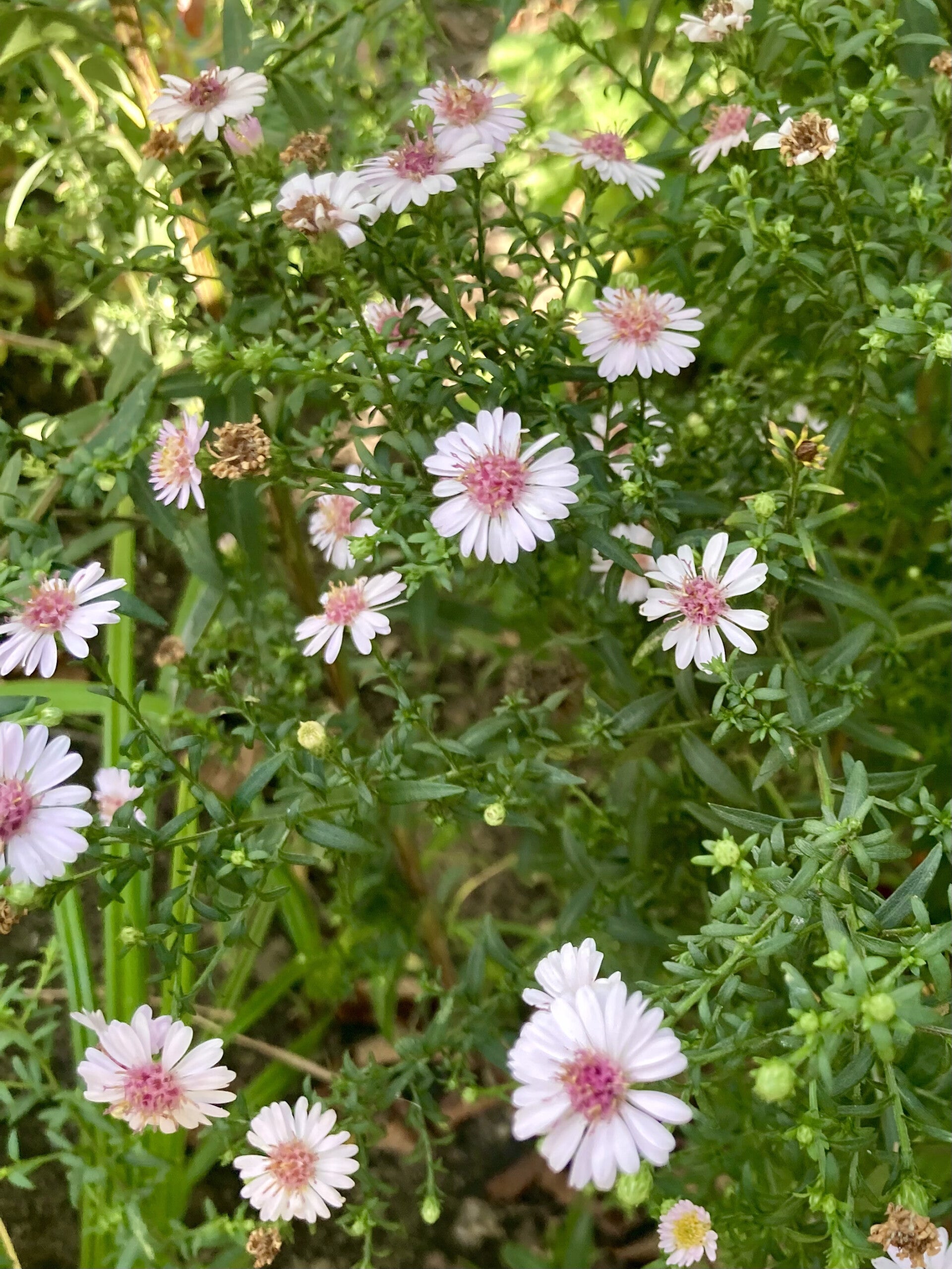 Aster 'Pink Buttons' (aster)