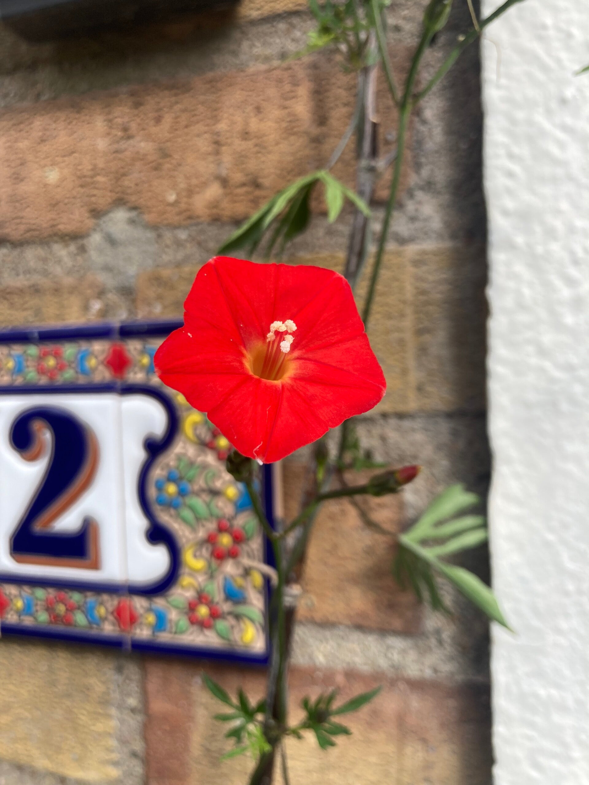 Ipomoea x multifida 'Cardinal Climber' (klimmende winde)