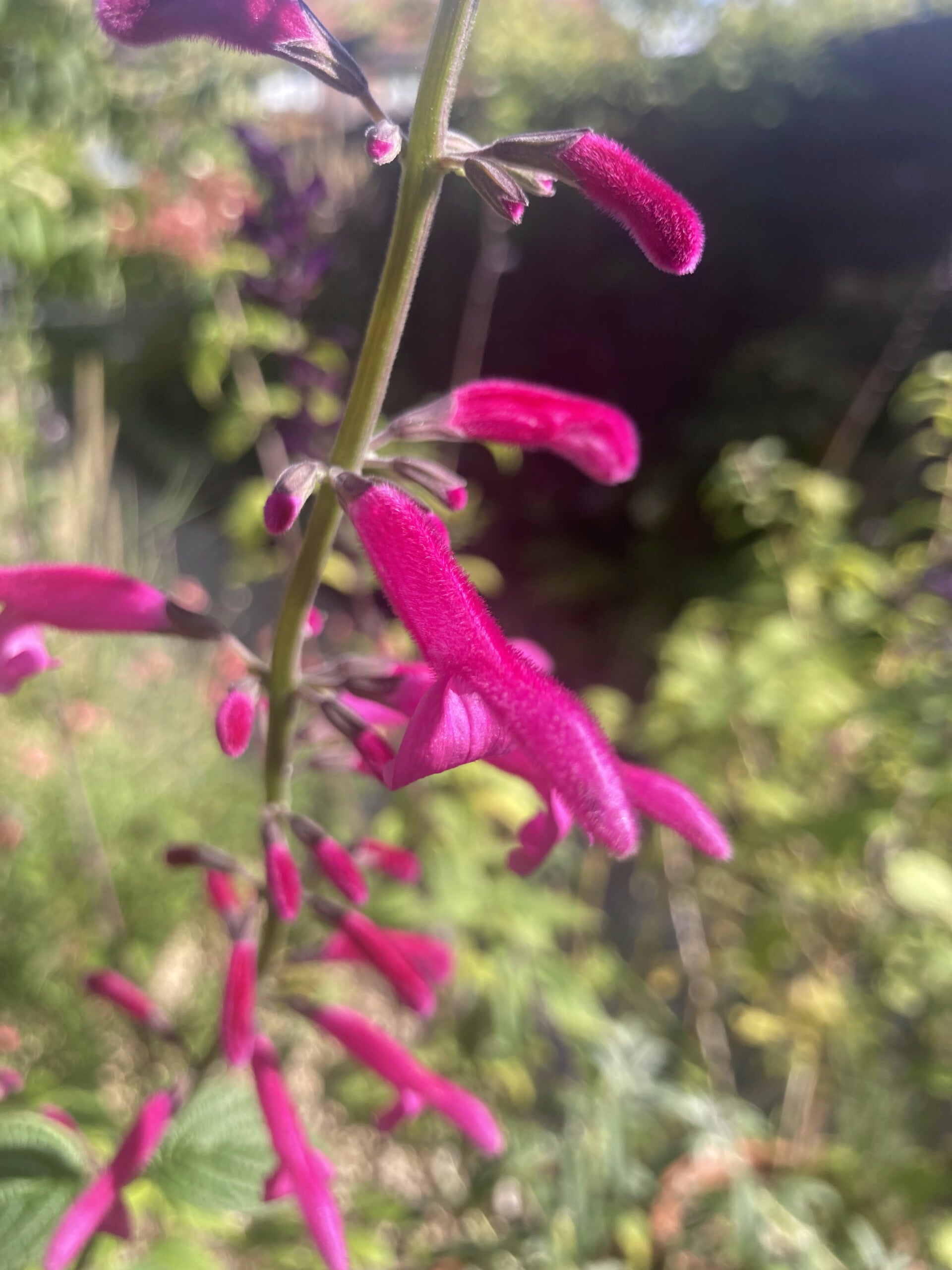 Salvia curviflora (salie)