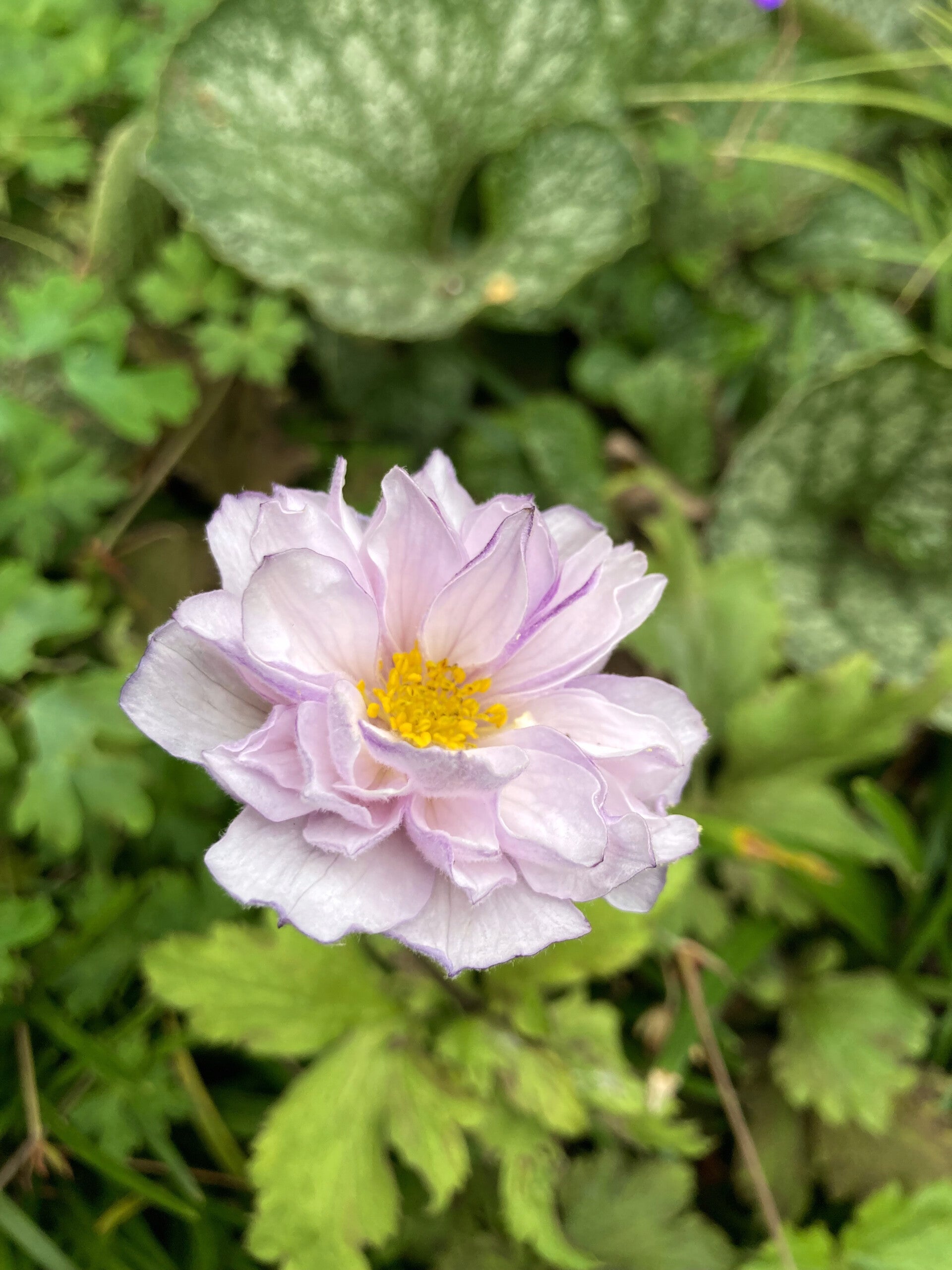 Anemone 'Frilly Knickers' (herfstanemoon)