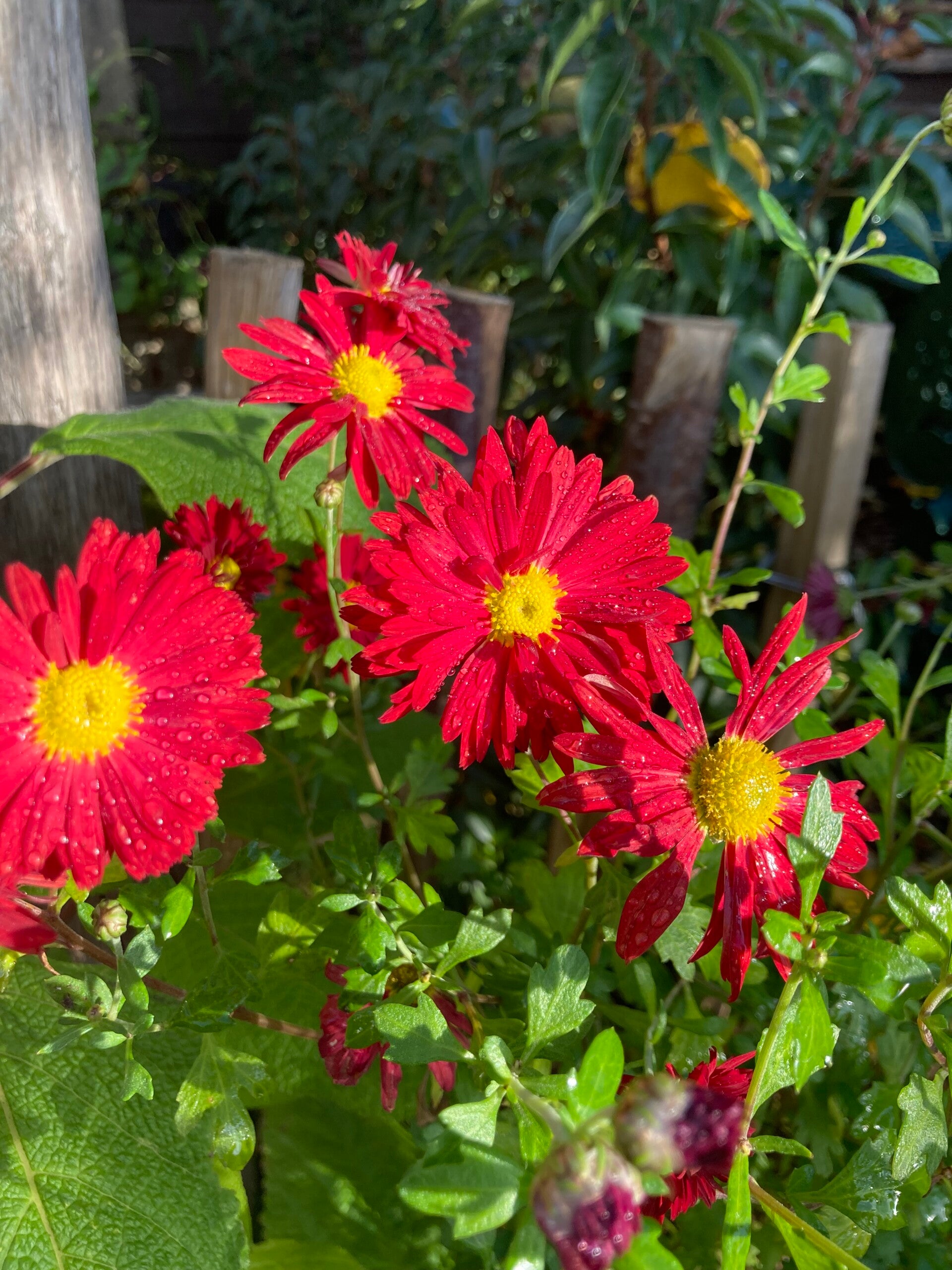Chrysanthemum rubellum 'Duchess of Edinburgh' (herfstchrysant)
