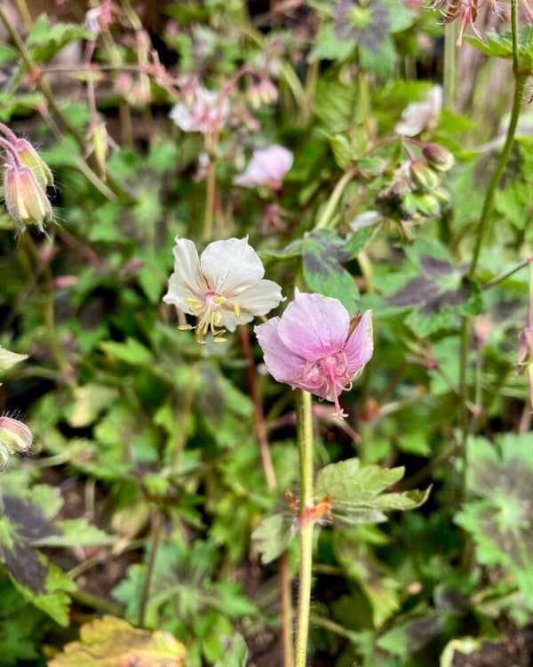 Geranium phaeum Misty Samobor
