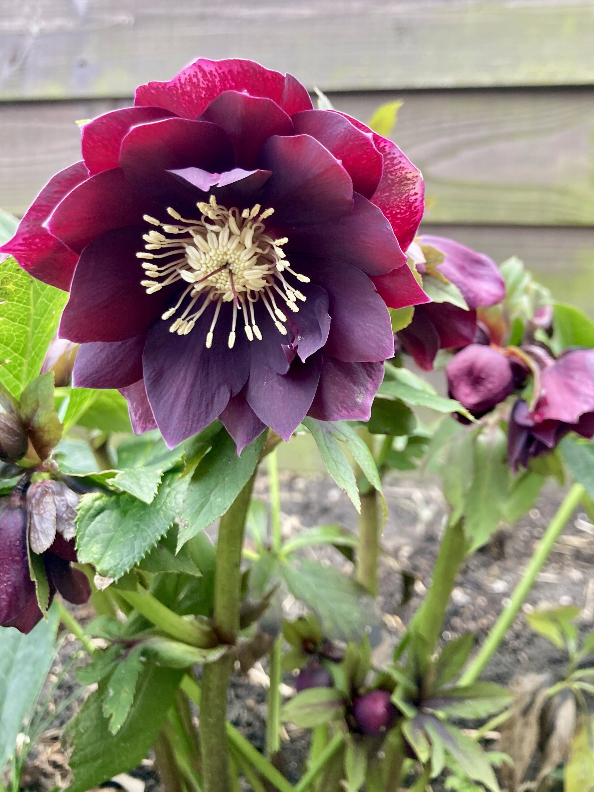 Helleborus or. 'D.E. Purple' (kerstroos)