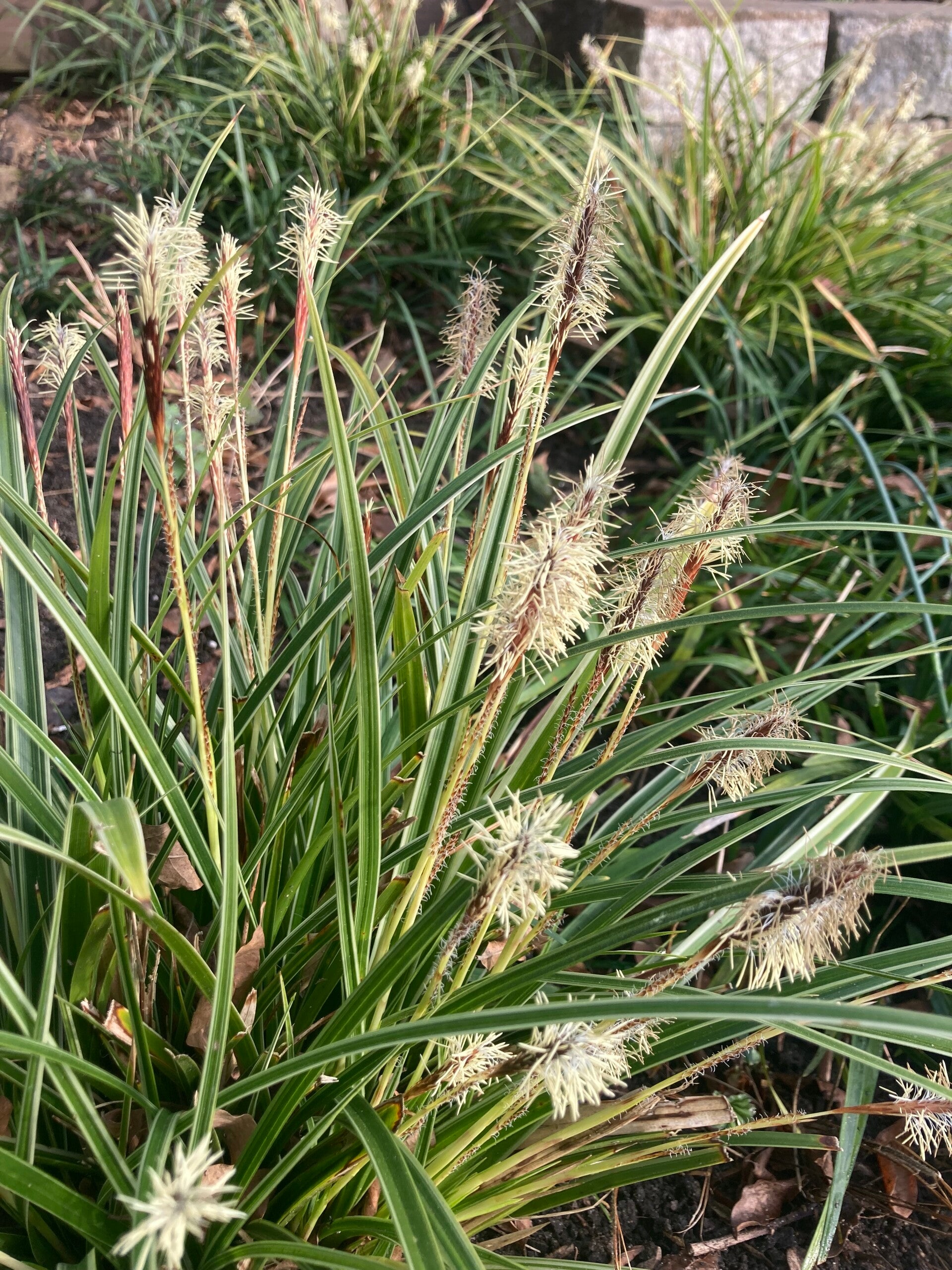 Carex morrowii 'Variegata' (bonte Japanse zegge)