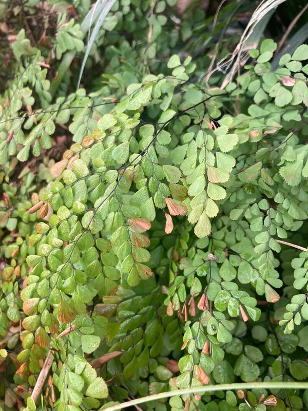 Adiantum venustum (venushaar)