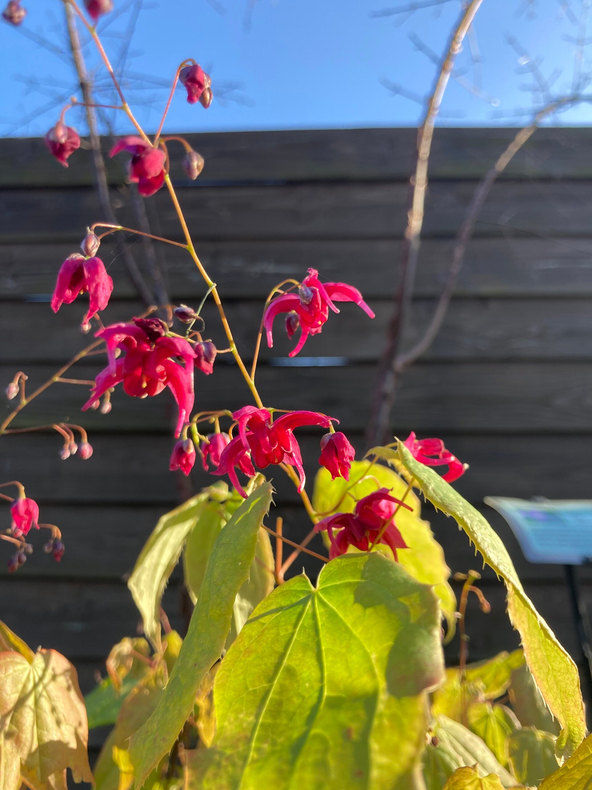 Epimedium 'Royal Purple' (elfenbloem)