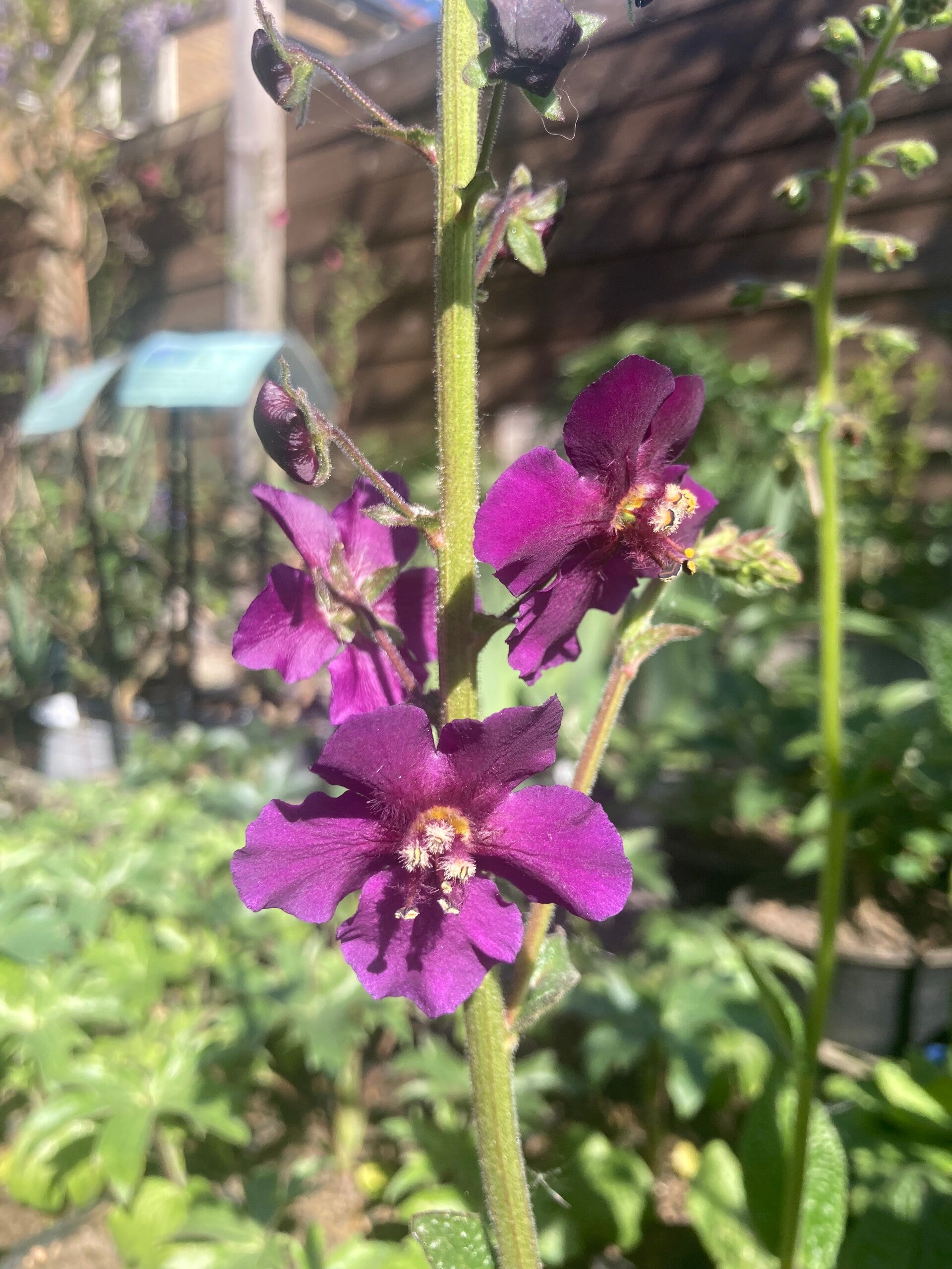 Verbascum Violetta