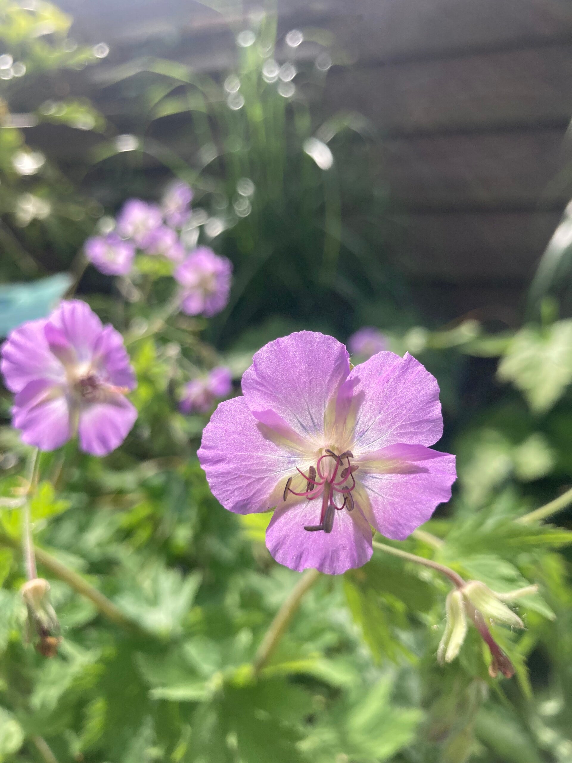 Geranium phaeum Walkure