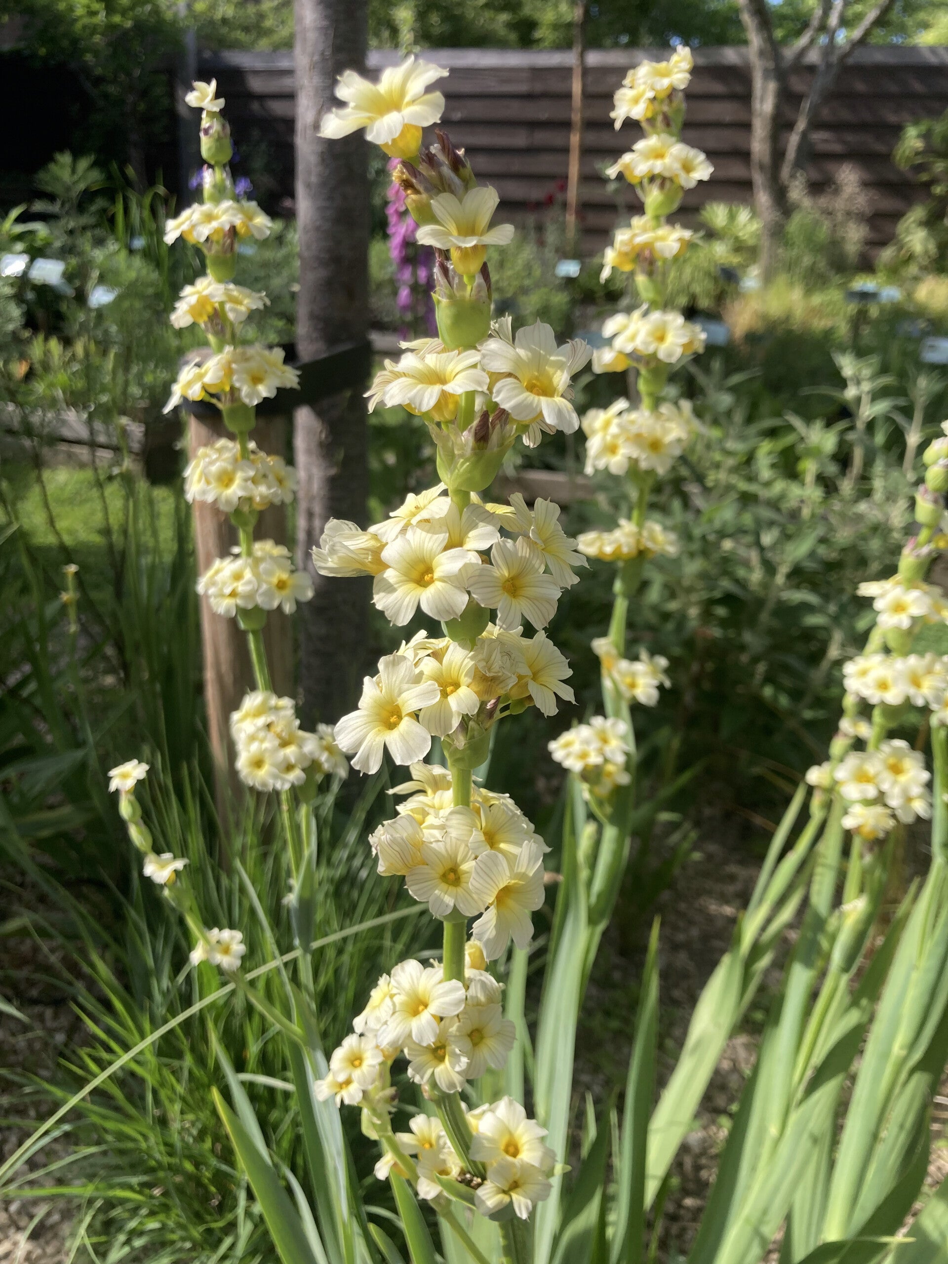 Sisyrinchium striatum