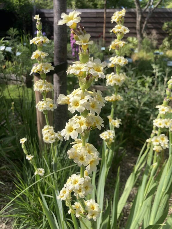 Sisyrinchium striatum