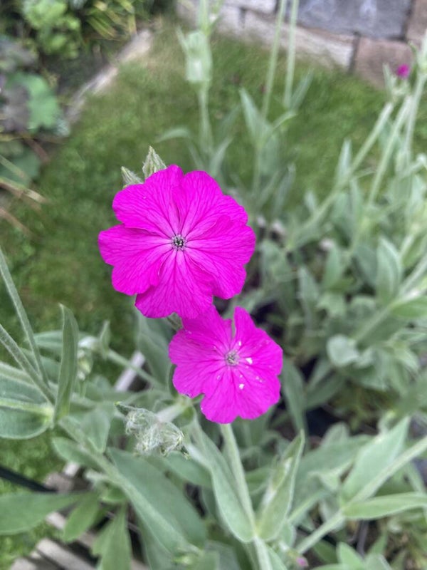 Lychnis Hill Grounds