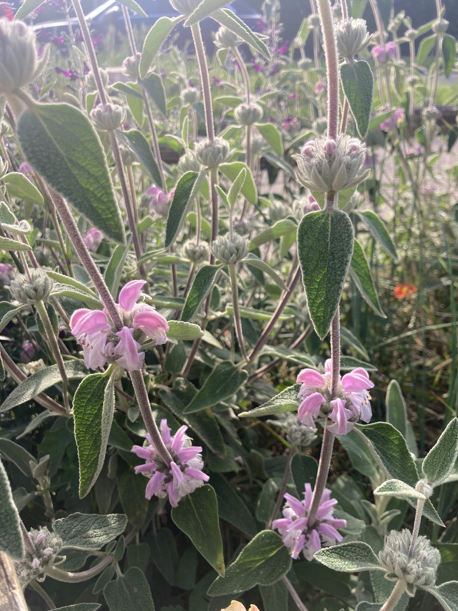 Phlomis purpurea
