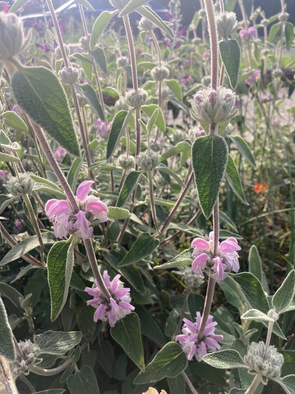 Phlomis purpurea
