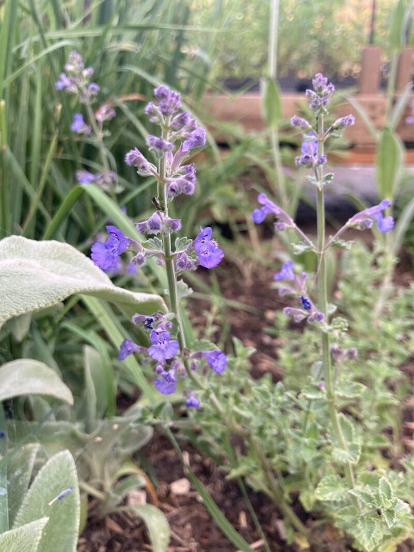 Nepeta Kit Cat