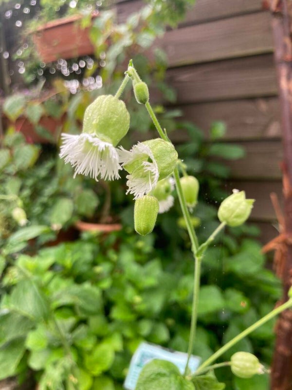Silene fimbriata