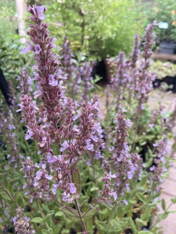 Nepeta Veluws Blauwtje