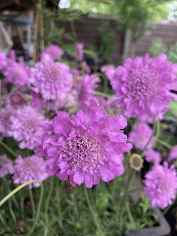 Scabiosa Pink Mist