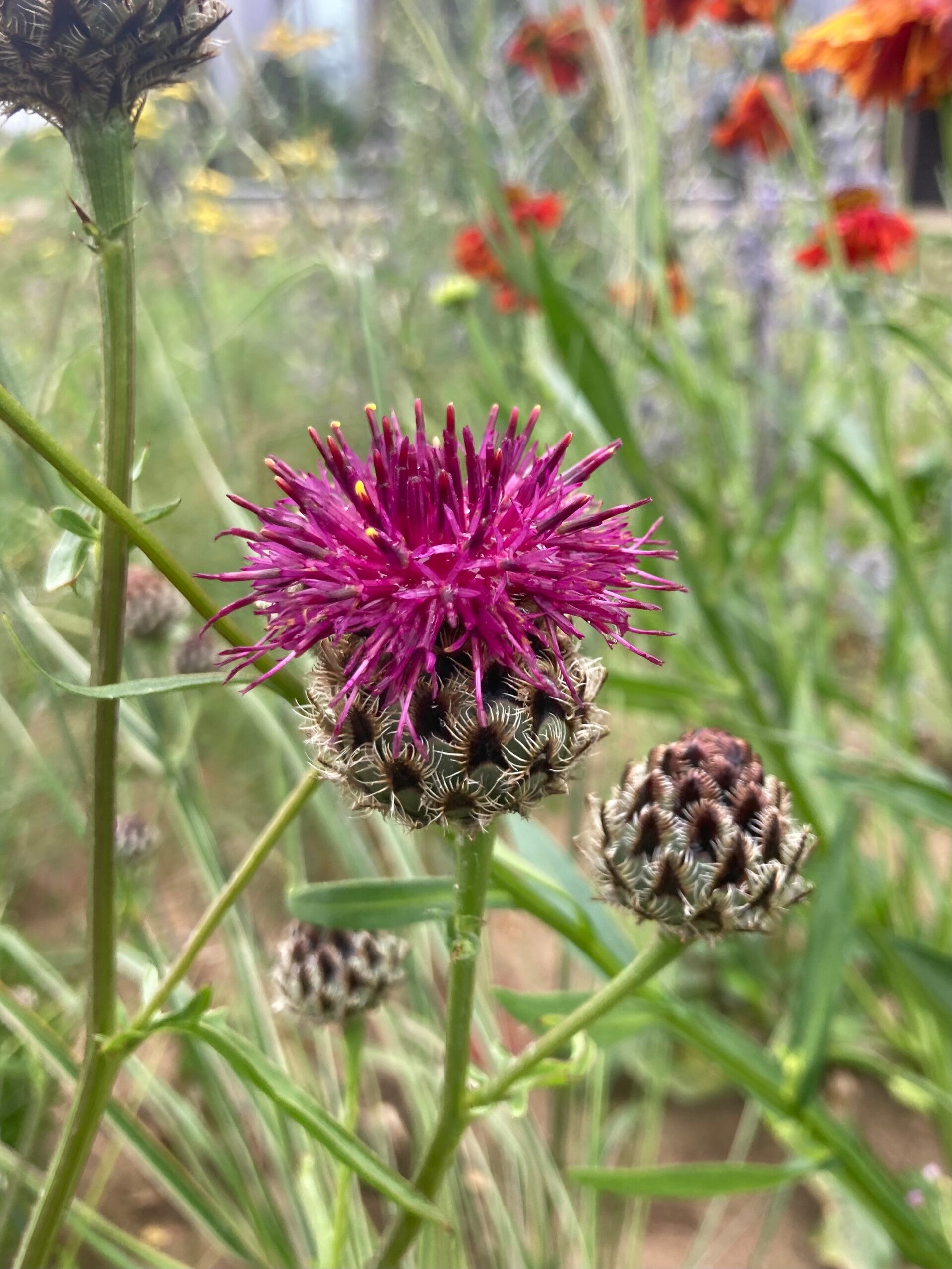 Centaurea atropurpurea