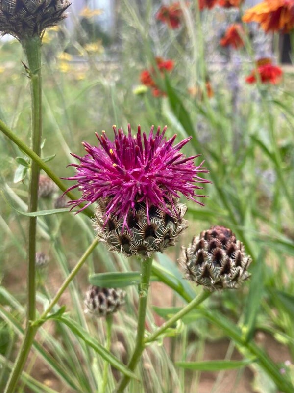 Centaurea atropurpurea
