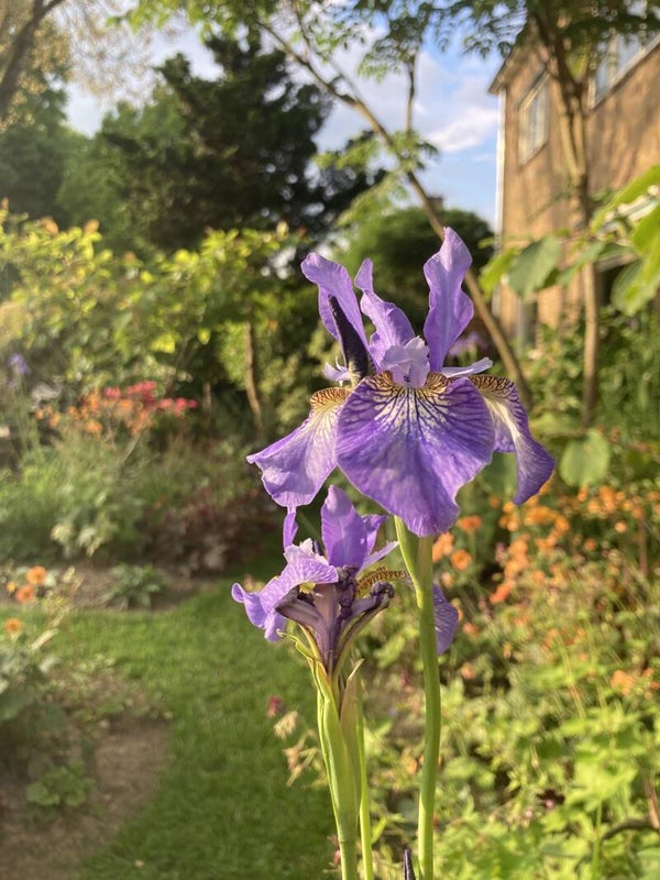 Iris sib. 'Perry's Blue' (Siberische lis)