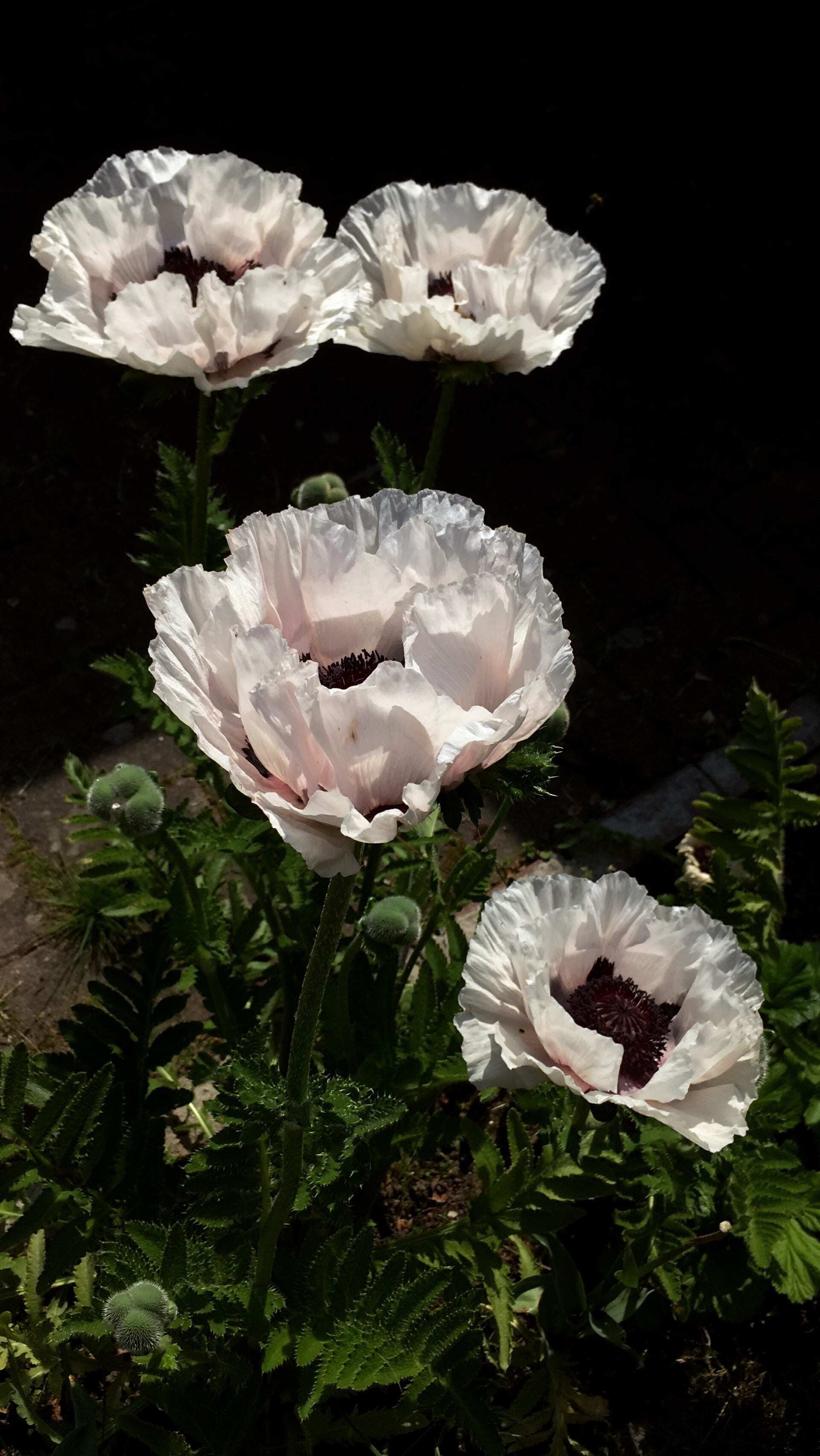Papaver or. 'Royal Wedding' (Oosterse klaproos)